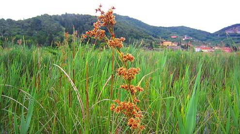 Oasi_Massaciuccoli
