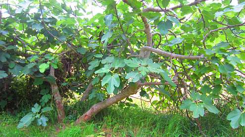 Feigenbaum