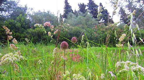 Oasi_Massaciuccoli