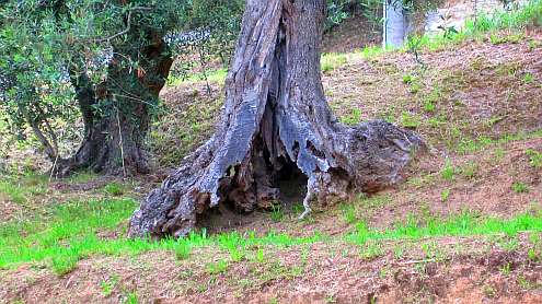 Feigenbaum