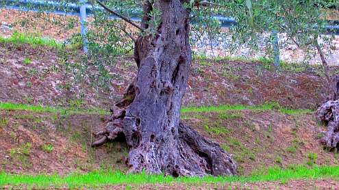 Oasi_Massaciuccoli