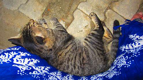 Siralibuk_Katze