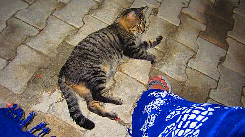 Siralibuk-Katze