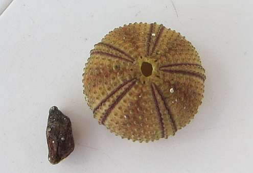 Seeigel