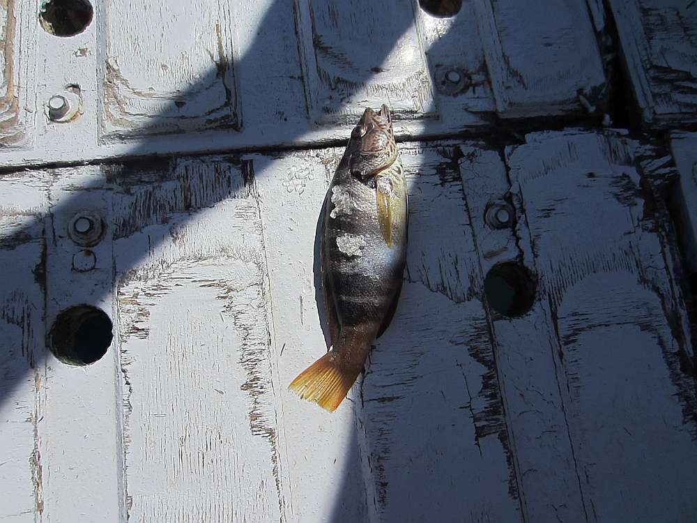 Fisch