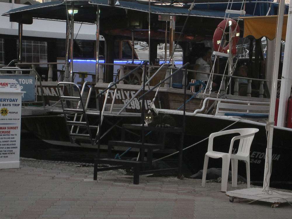 Fethiye_Hafenkatze