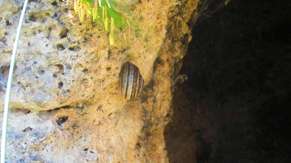 Museddu_Schnecke