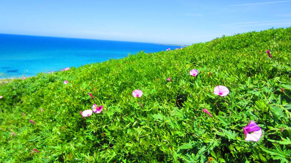 Tharros_