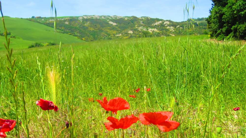 Crete_Senesi_