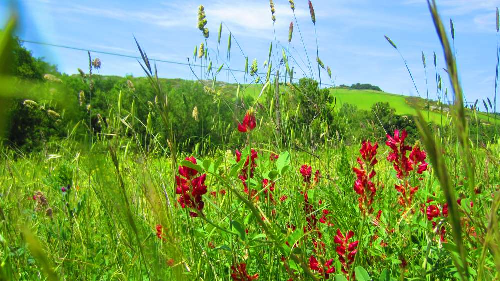 Crete_Senesi_
