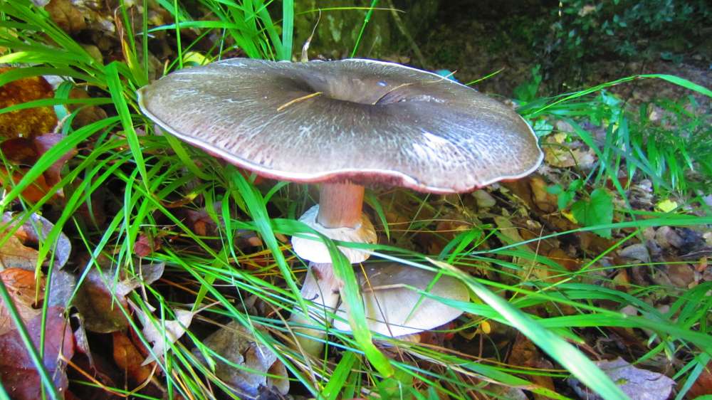 Pilz