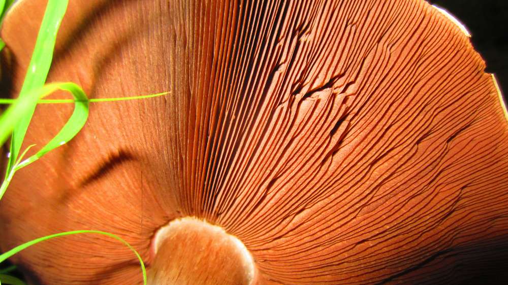 Pilz