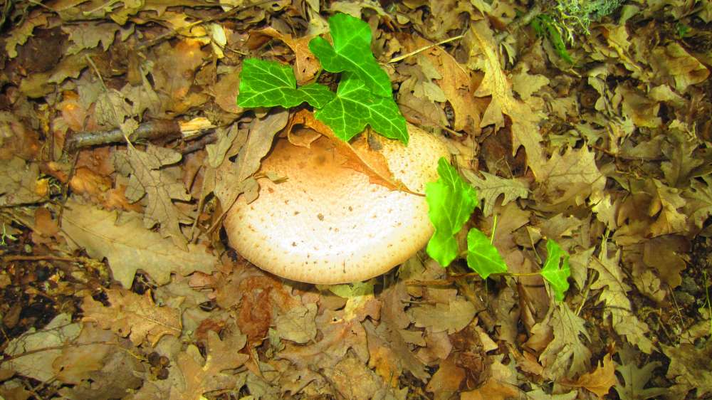 Pilz