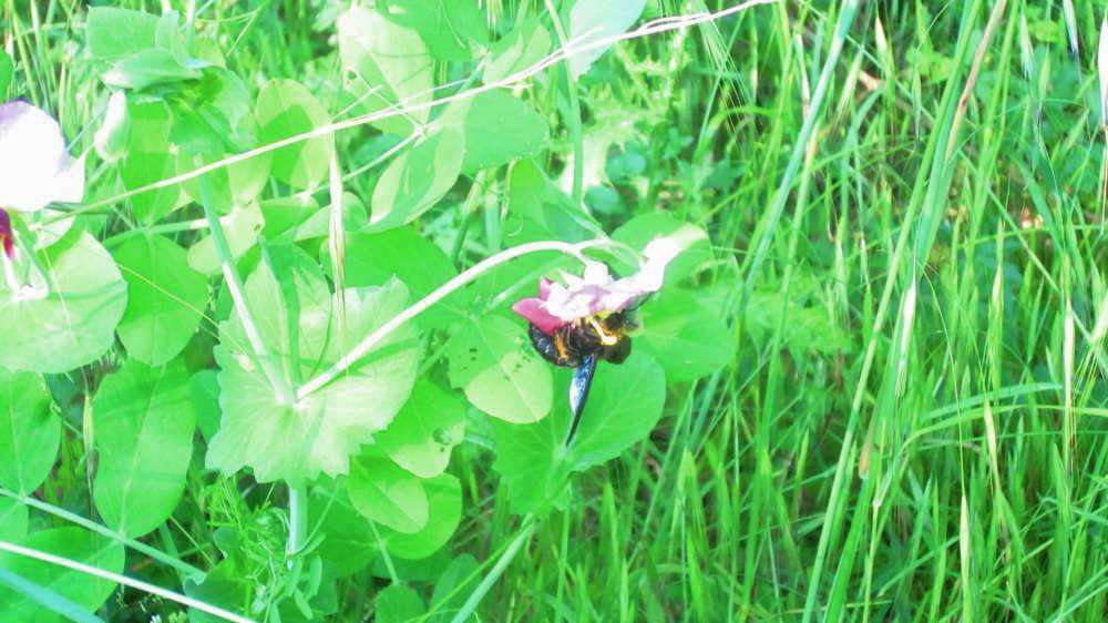 Hummel