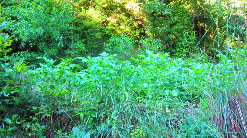 Kartoffelgarten