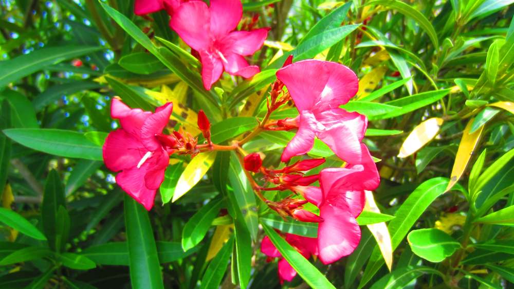 Oleander_rot