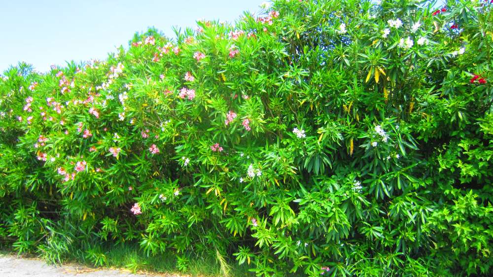 Oleander_Hecke