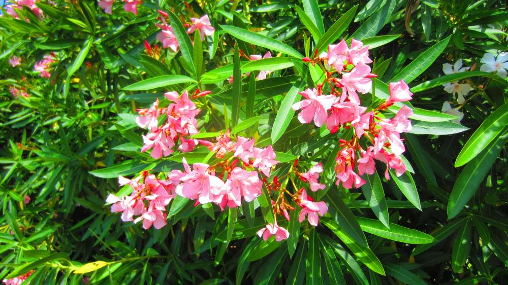 Oleander_Hecke