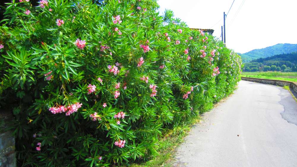 Oleander_Hecke