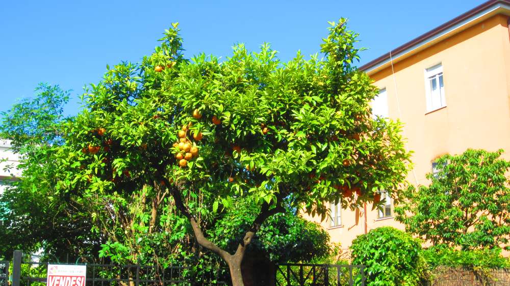 Orangenbaum